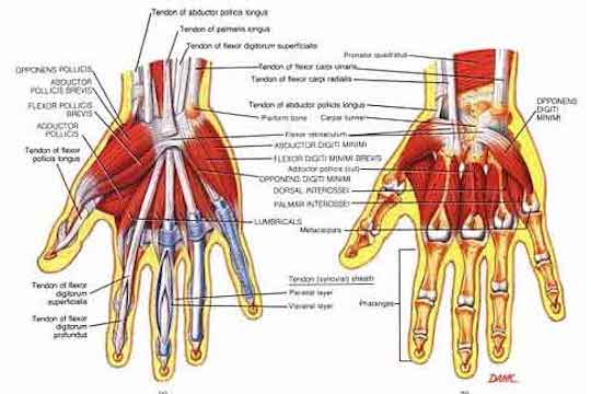 Carpel tunnel syndrome treated by Vancouver Chiropractors at Vitality Clinic