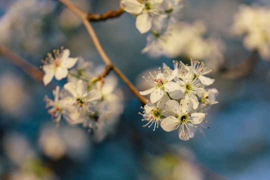 Allergy Testing, Treatment, and Tips Provided by Vancouver Naturopath